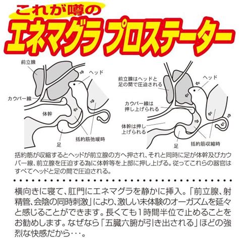 アナル エネマグラ|エネマグラの使い方を徹底解説！エネマグラで正しくアナル前立。